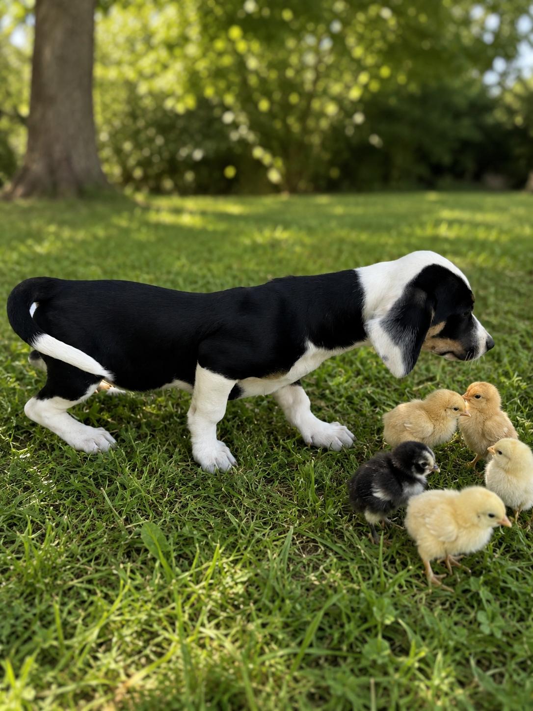 Butterbean, an adopted mixed breed in Wanaque, NJ image 2/3