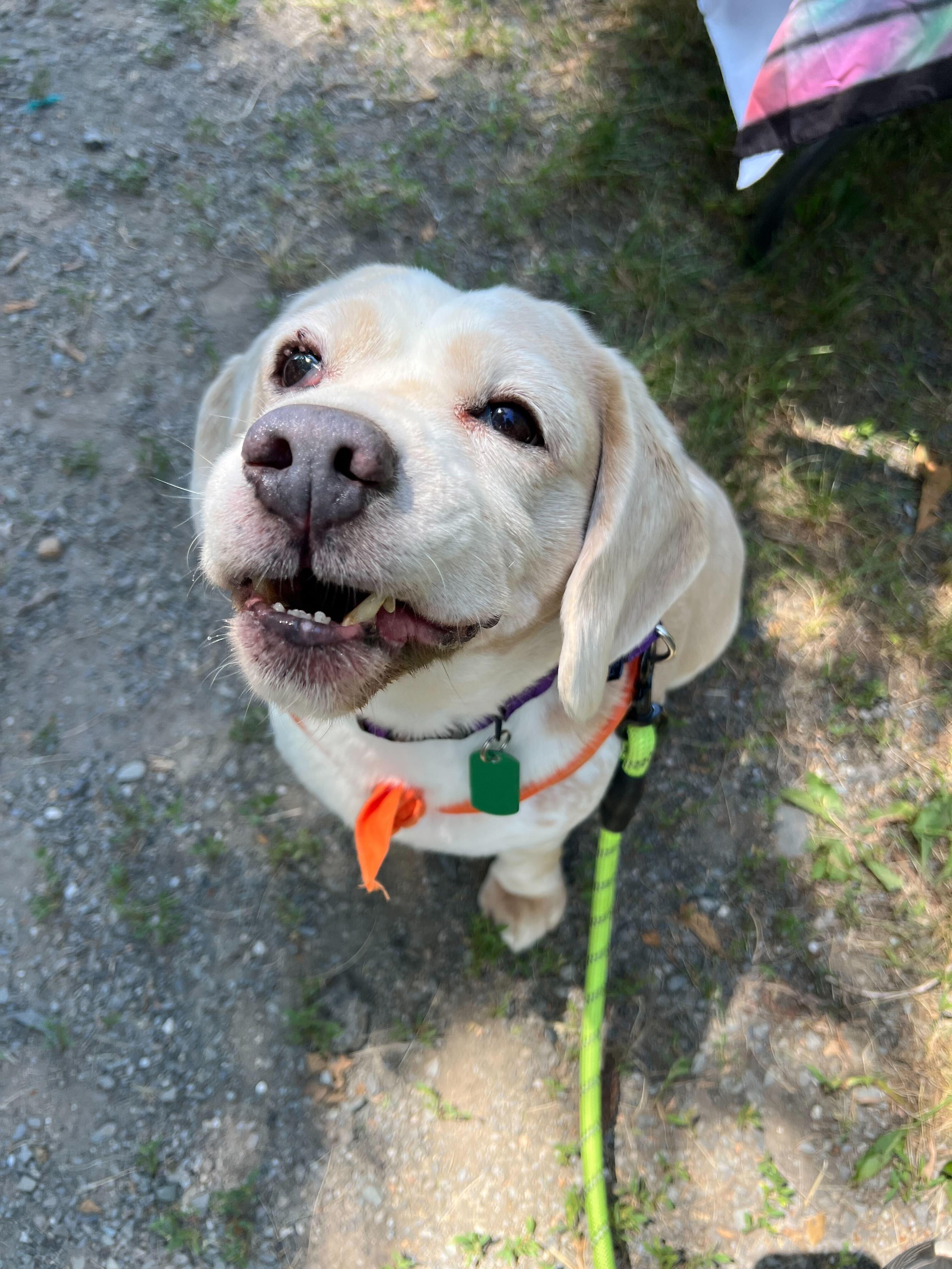 Gino, an adopted Beagle in Bowdoin, ME image 3/6