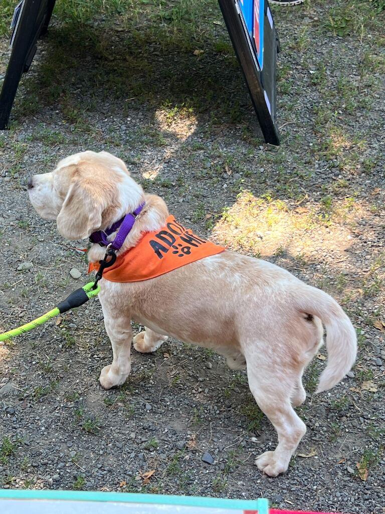 Gino, an adopted Beagle in Bowdoin, ME image 4/6