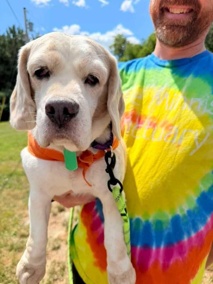 Gino, adopted, Senior Male Beagle.