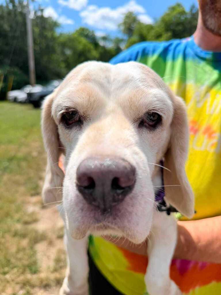 Gino, an adopted Beagle in Bowdoin, ME image 2/6