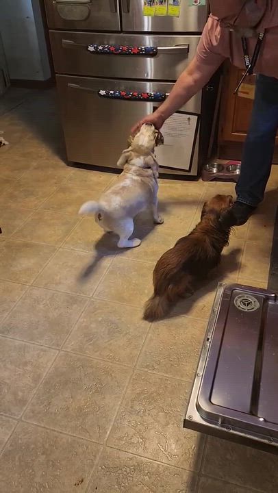 Enlarge Gino, an adopted Beagle in Bowdoin, ME video 5/6