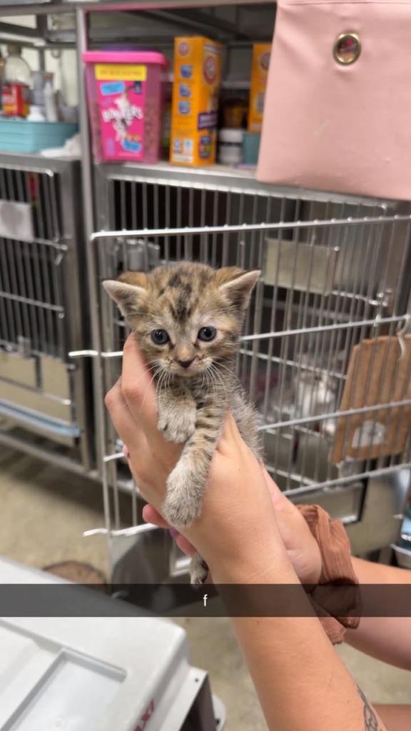Enlarge Hello Kitty, a Adoptable mixed breed in Greensburg, IN image 1/1