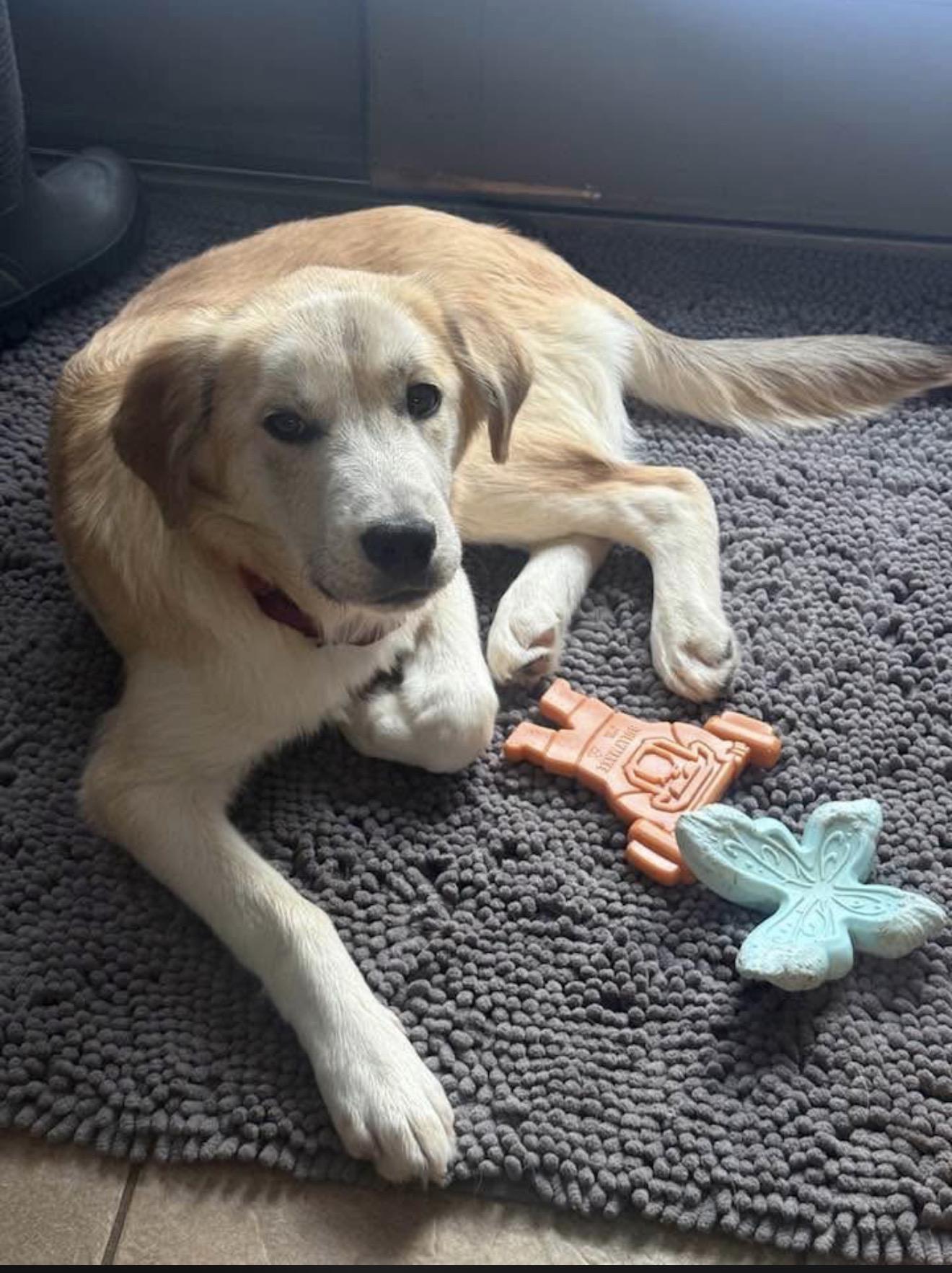 Mae - PENDING , ADOPTABLE, Puppy Female Labrador Retriever.