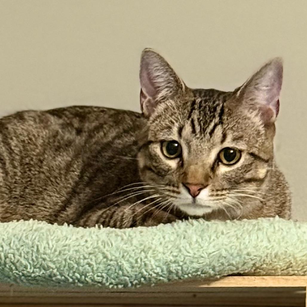 Enlarge Cannoli, a Adoptable Domestic Short Hair in Kansas City, MO image 1/3