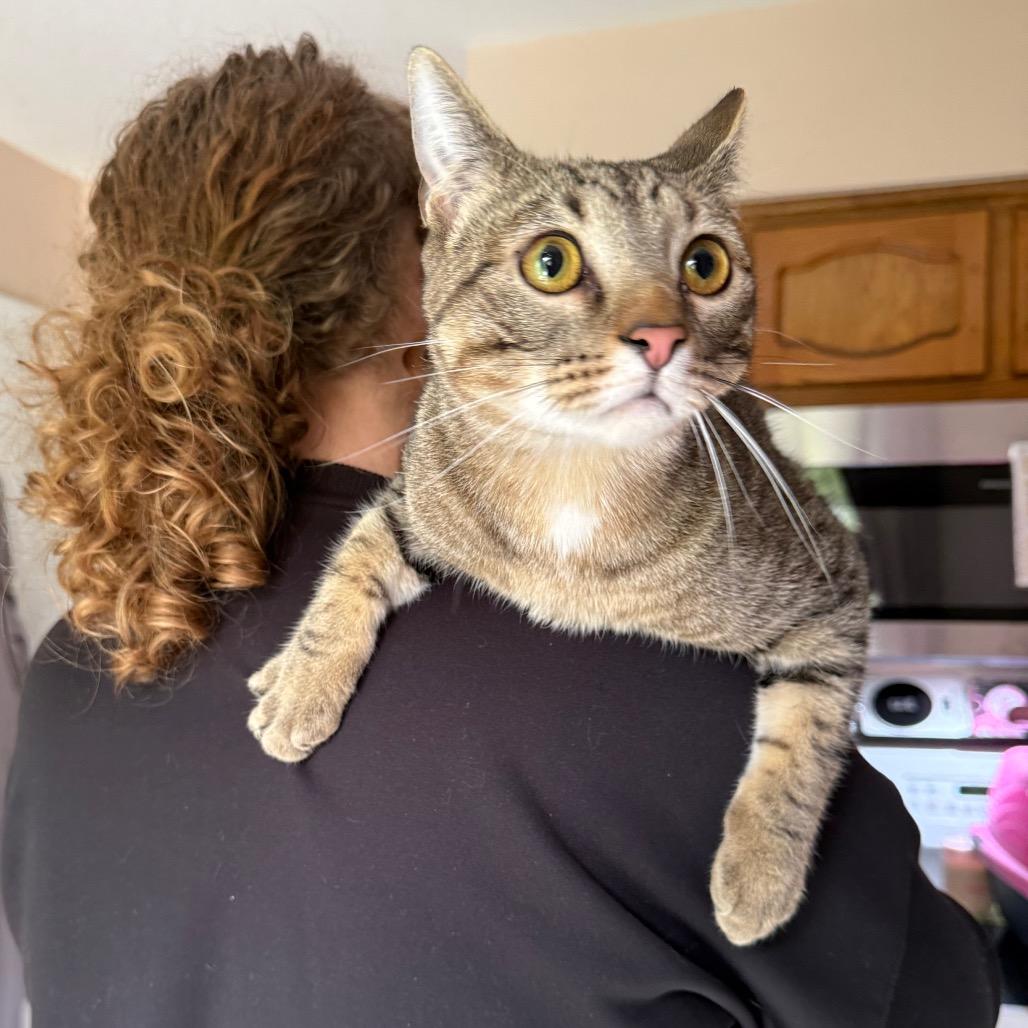 Enlarge Cannoli, a Adoptable Domestic Short Hair in Kansas City, MO image 2/3