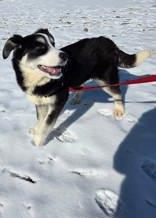 Enlarge Missy, a ADOPTABLE Mixed Breed in Whitby, ON image 3/3