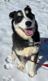 Enlarge Missy, a ADOPTABLE Mixed Breed in Whitby, ON image 2/3