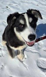 Enlarge Missy, a ADOPTABLE Mixed Breed in Whitby, ON image 1/3