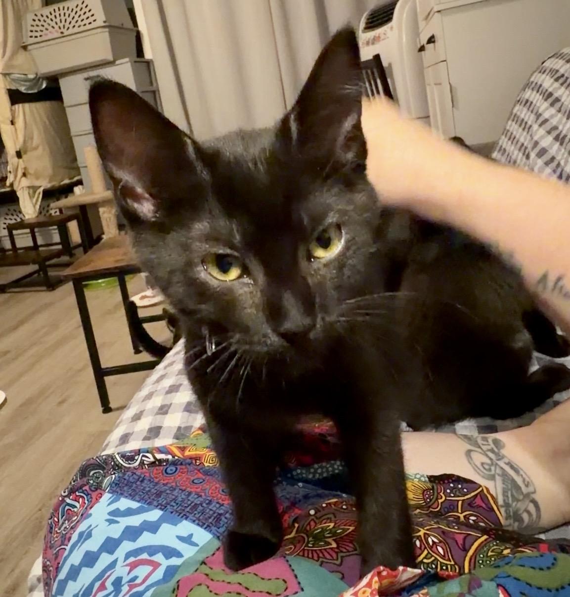Enlarge Cobalion, a Adoptable Domestic Short Hair in Syracuse, NY image 2/6