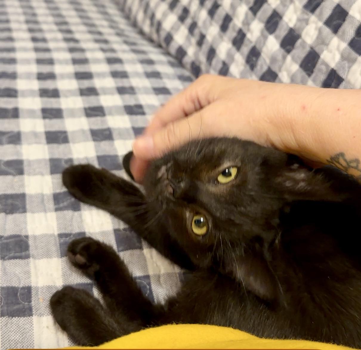 Enlarge Cobalion, a Adoptable Domestic Short Hair in Syracuse, NY image 5/6