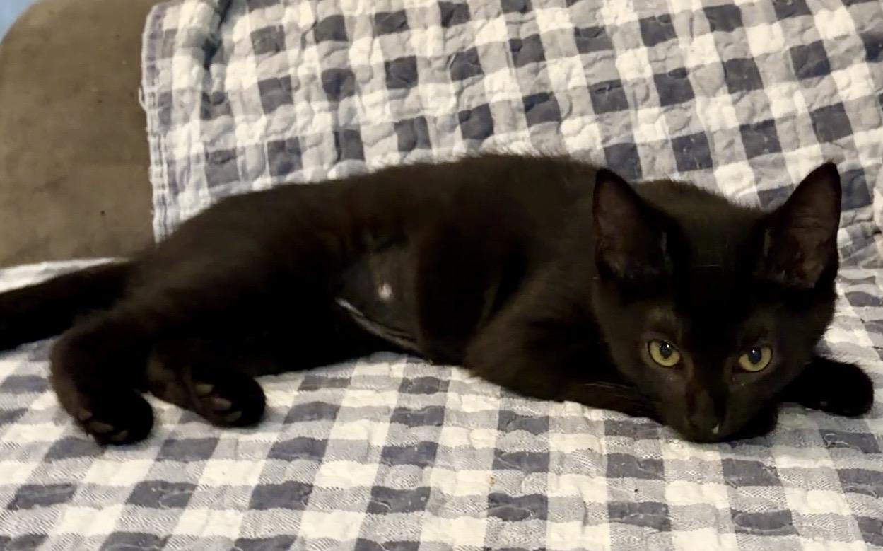 Enlarge Cobalion, a Adoptable Domestic Short Hair in Syracuse, NY image 4/6