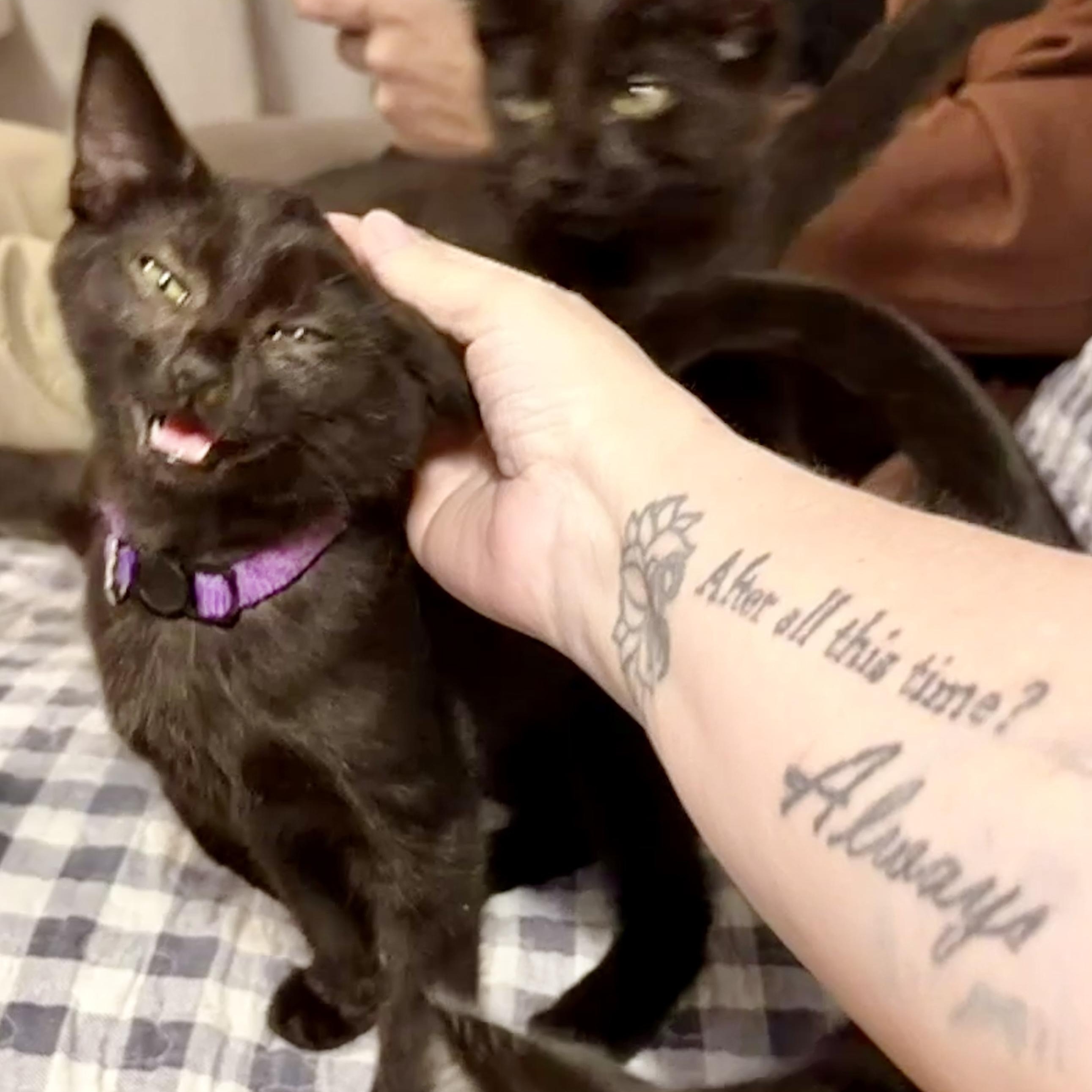 Enlarge Cobalion, a Adoptable Domestic Short Hair in Syracuse, NY image 1/6