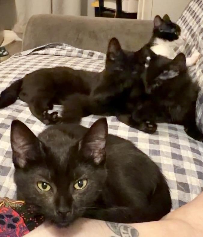 Enlarge Cobalion, a Adoptable Domestic Short Hair in Syracuse, NY image 3/6