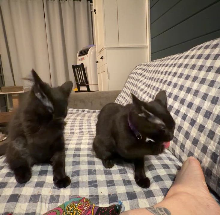 Enlarge Cobalion, a Adoptable Domestic Short Hair in Syracuse, NY video 6/6