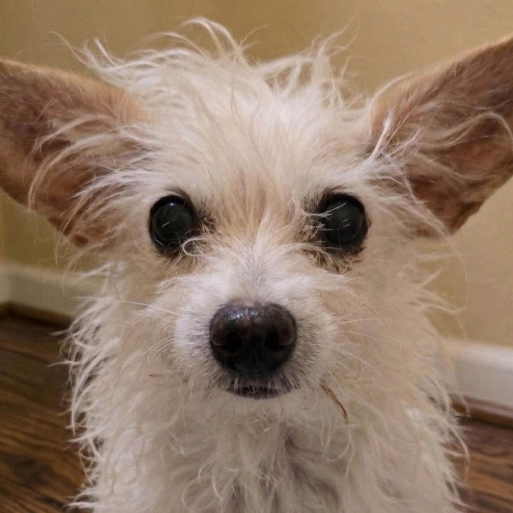 Enlarge Agnes in foster care, a ADOPTABLE mixed breed in Minooka, IL image 3/3