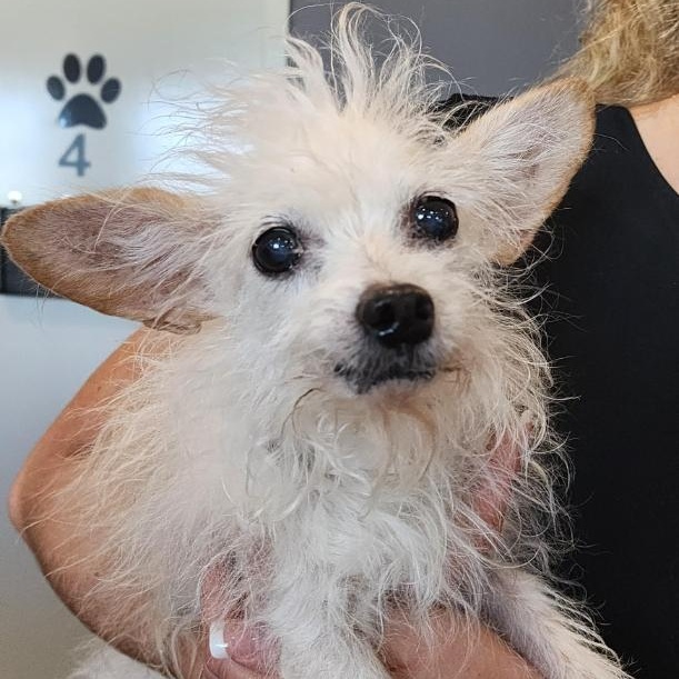 Agnes in foster care, ADOPTABLE, Senior Female Chihuahua & Terrier.