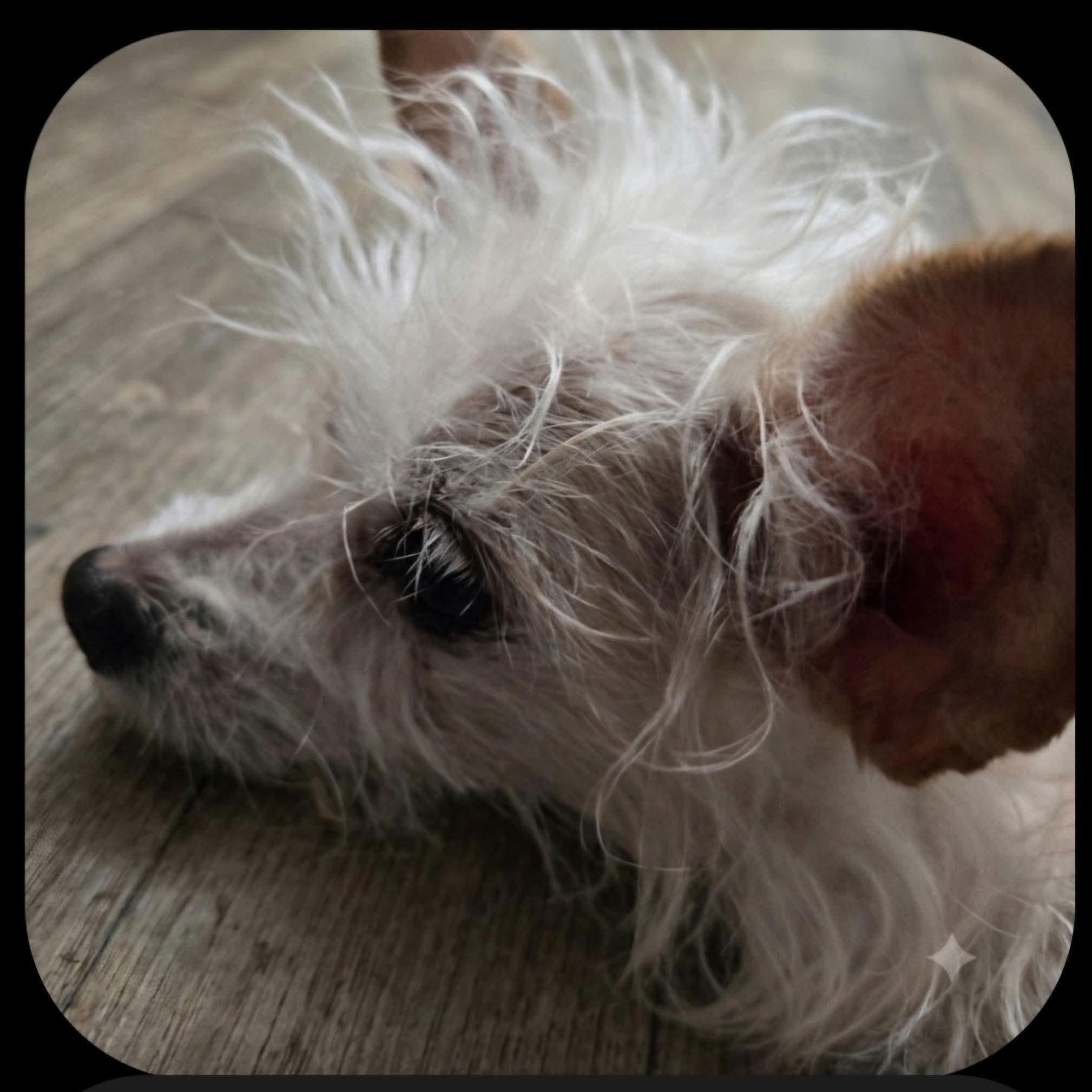 Enlarge Agnes in foster care, a ADOPTABLE mixed breed in Minooka, IL image 2/3