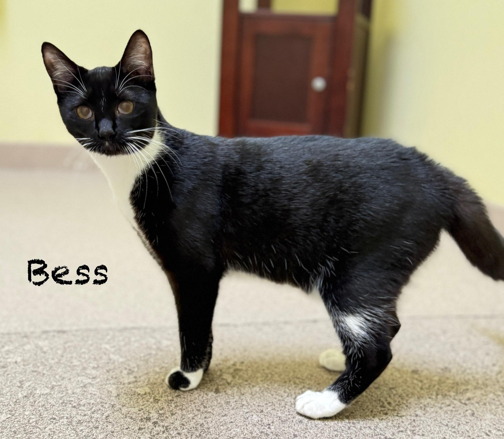 Enlarge Bess, a Adoptable Domestic Short Hair in Pawleys Island, SC image 1/1