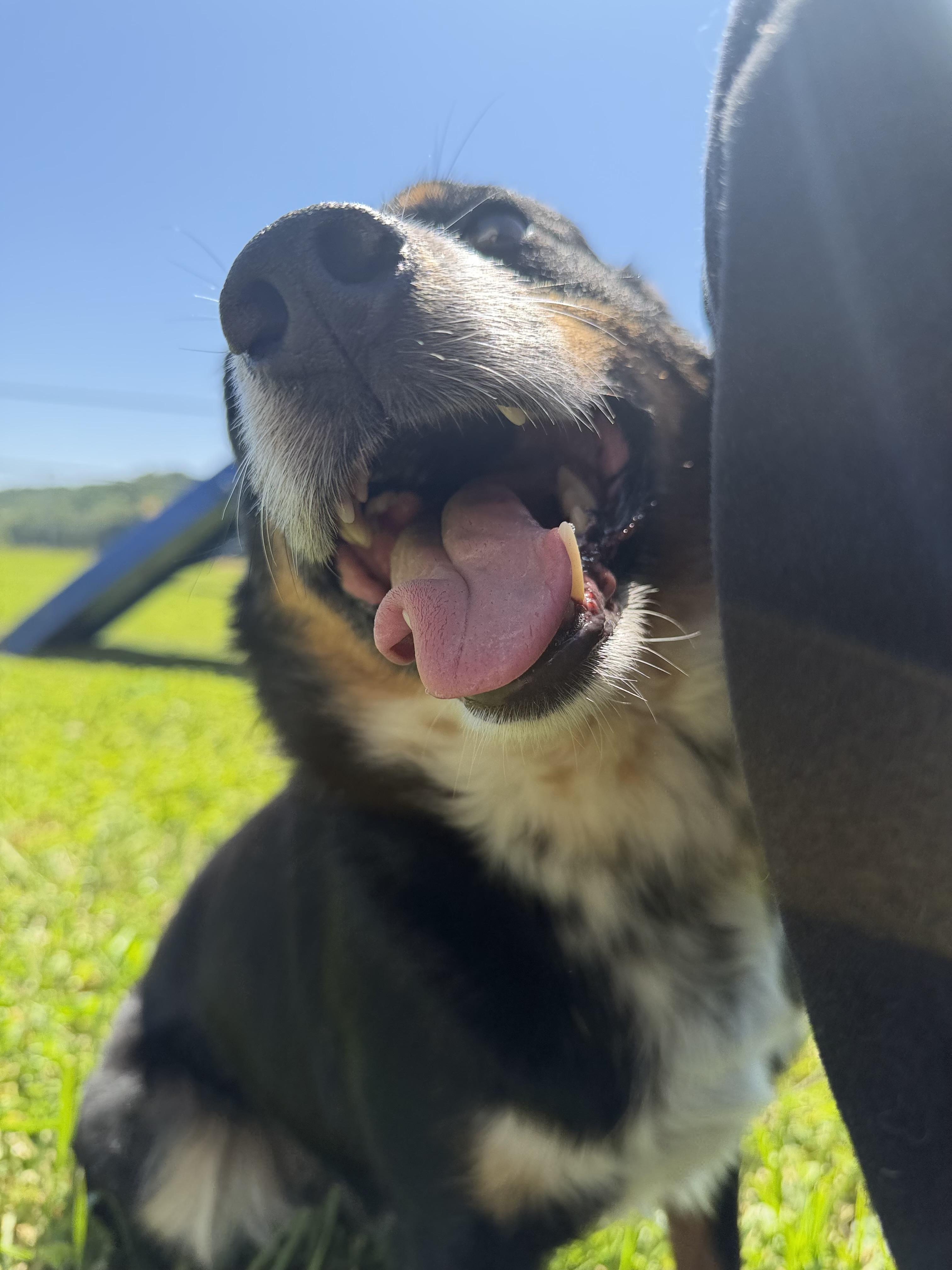Enlarge Bruno, a ADOPTABLE mixed breed in Millersburg, OH image 3/4