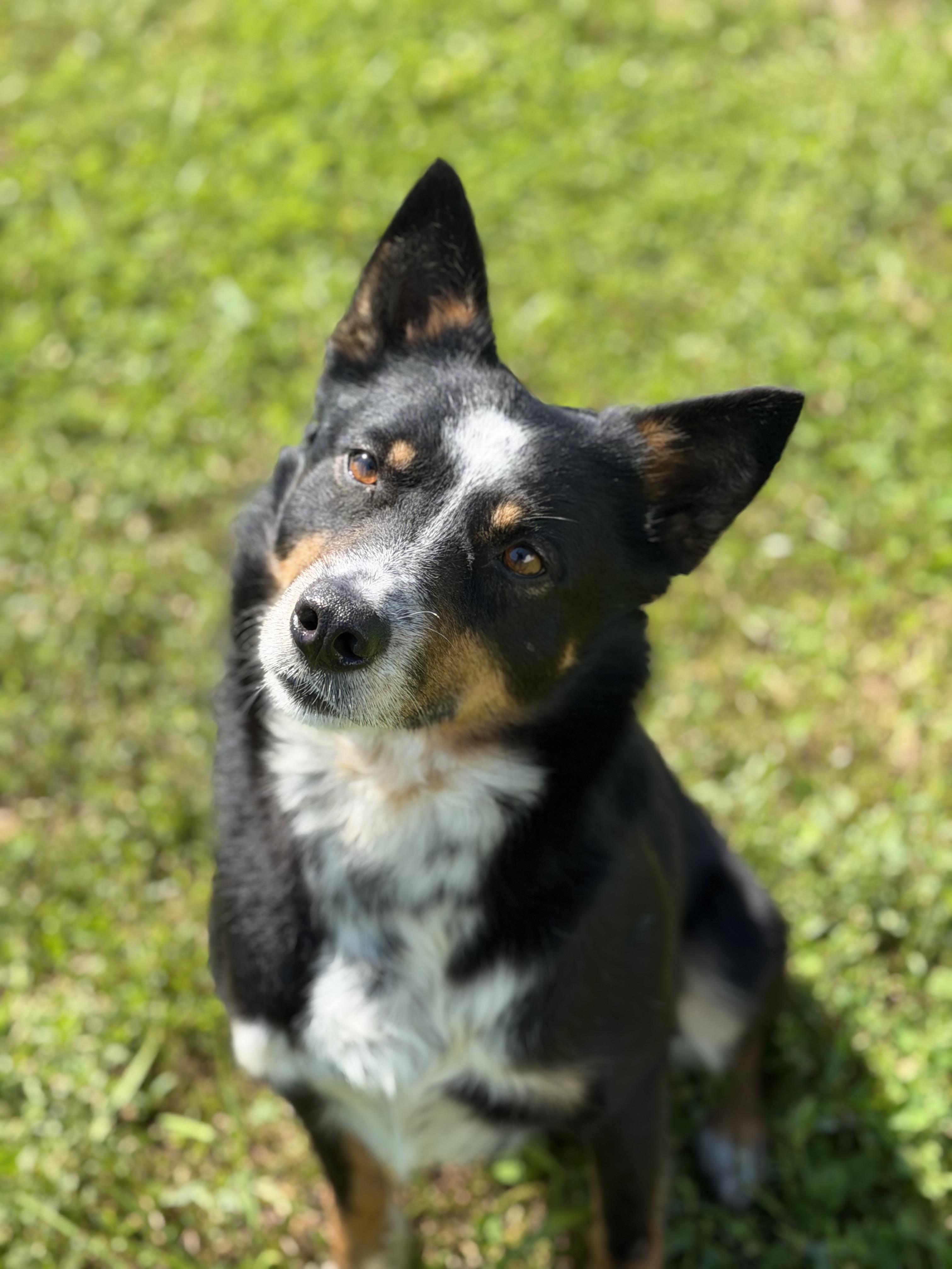 Enlarge Bruno, a ADOPTABLE mixed breed in Millersburg, OH image 1/4