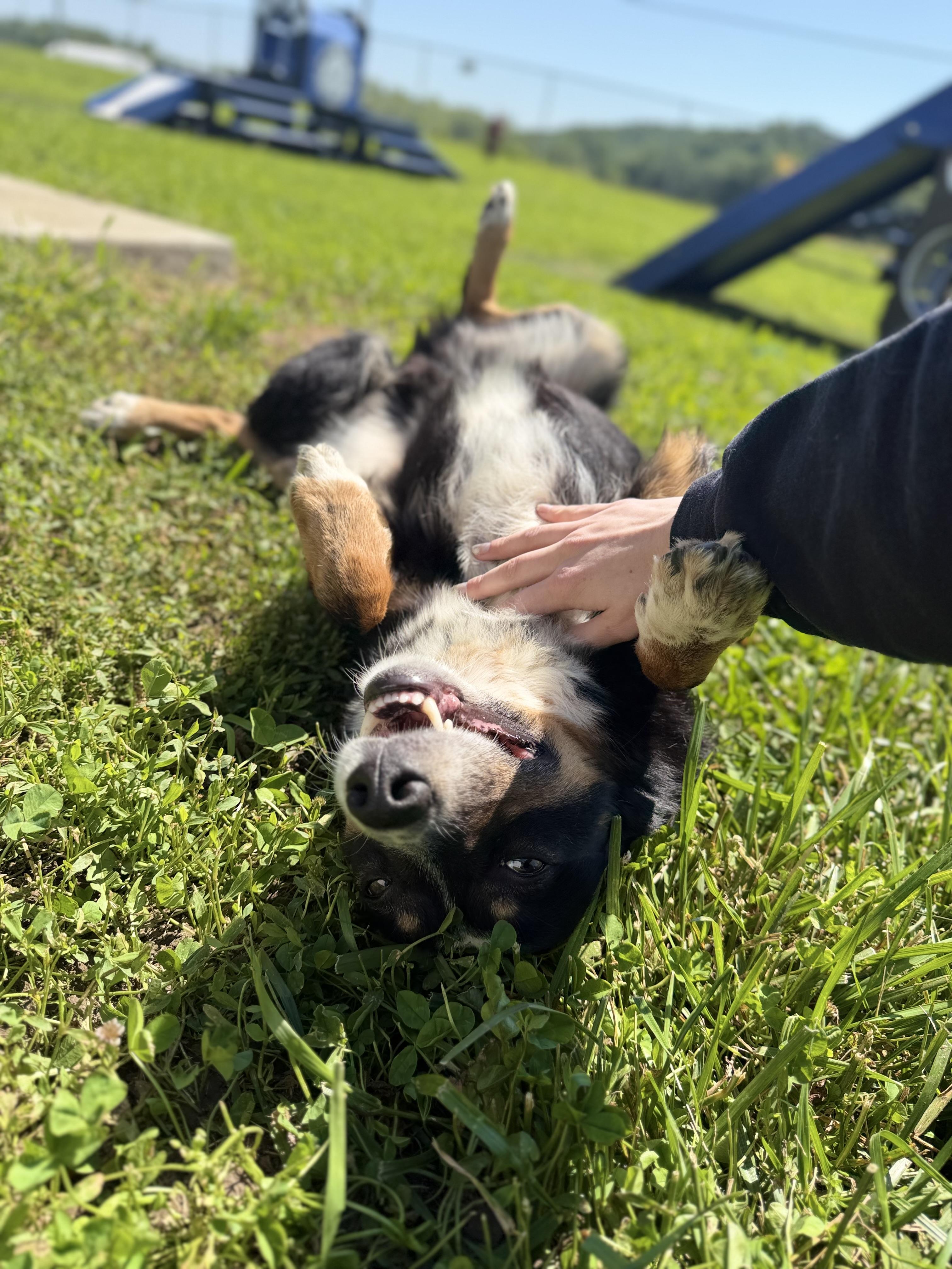 Enlarge Bruno, a ADOPTABLE mixed breed in Millersburg, OH image 2/4