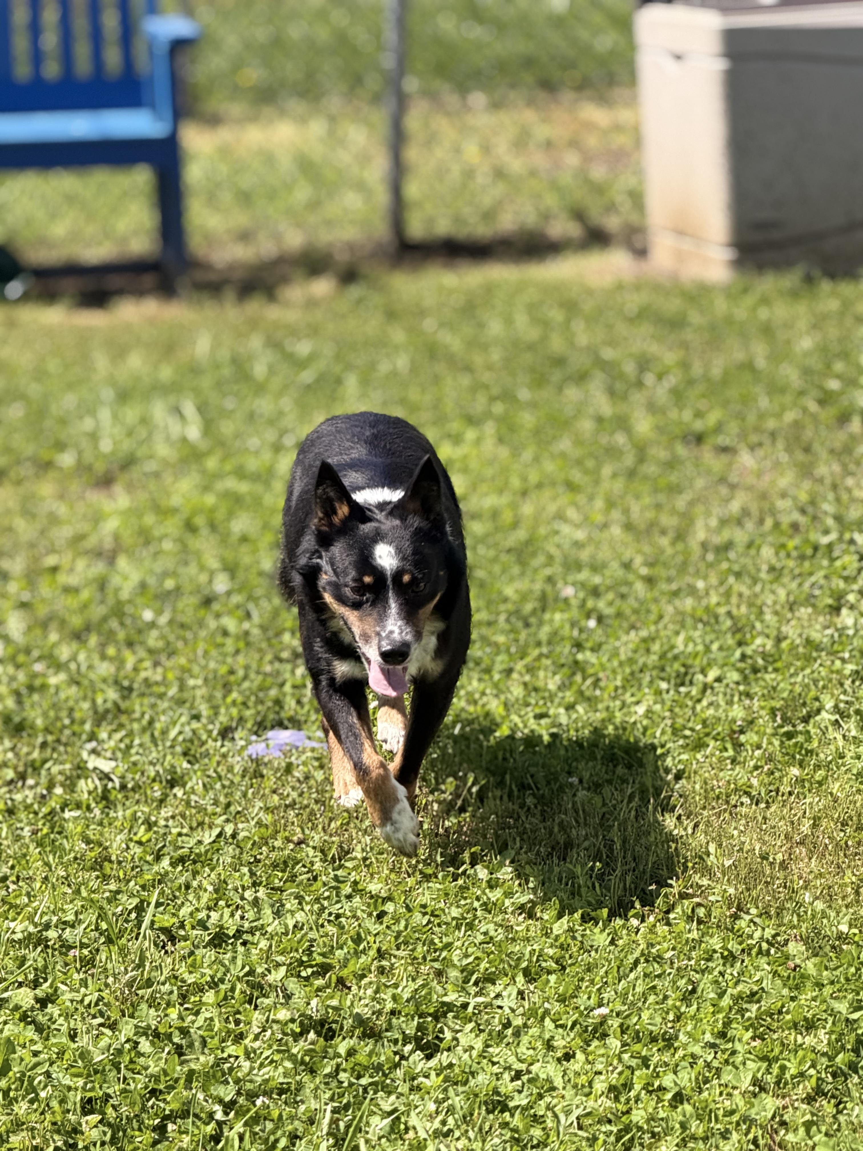 Enlarge Bruno, a ADOPTABLE mixed breed in Millersburg, OH image 4/4