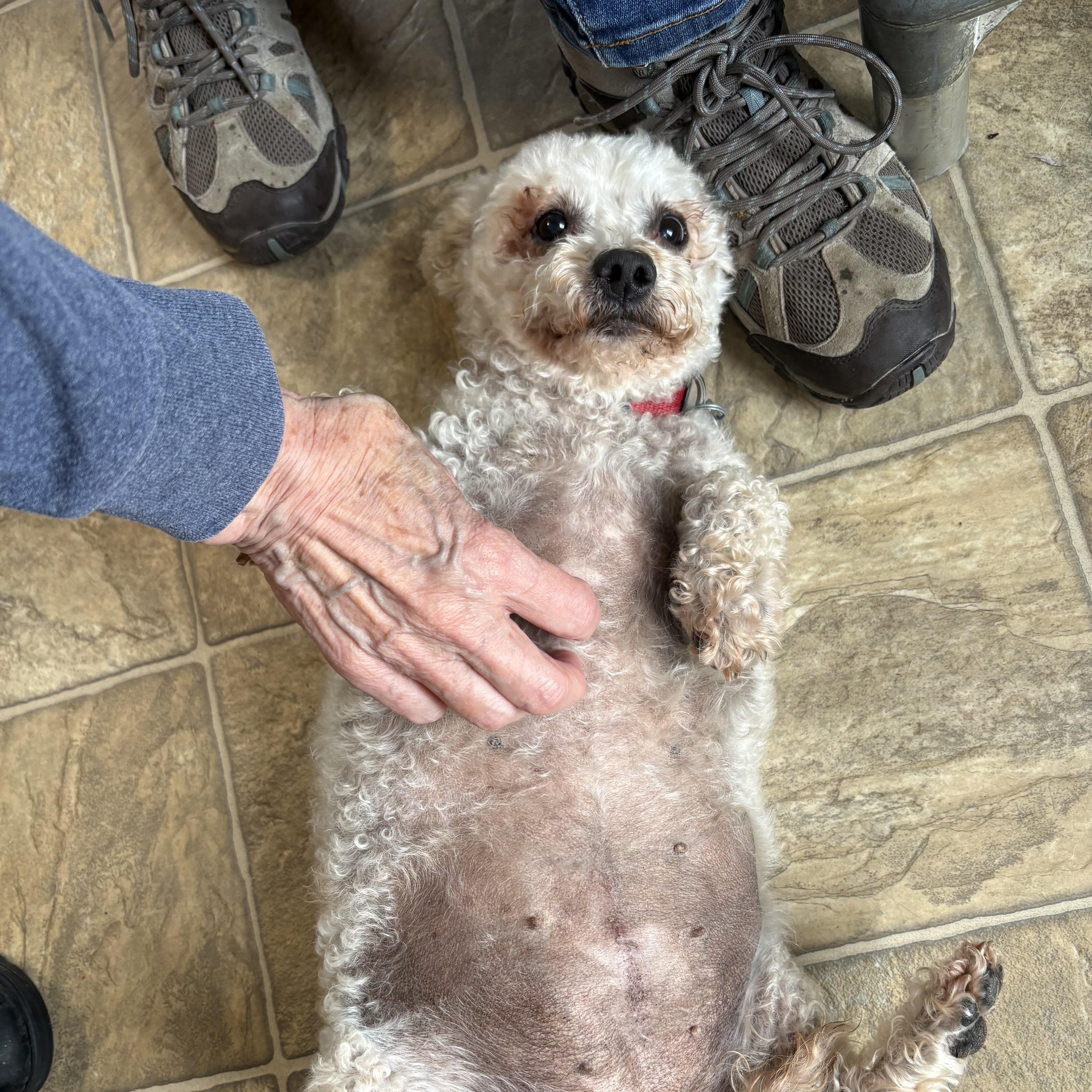 Enlarge Bella, a Adoptable mixed breed in Oxford, MI image 4/4