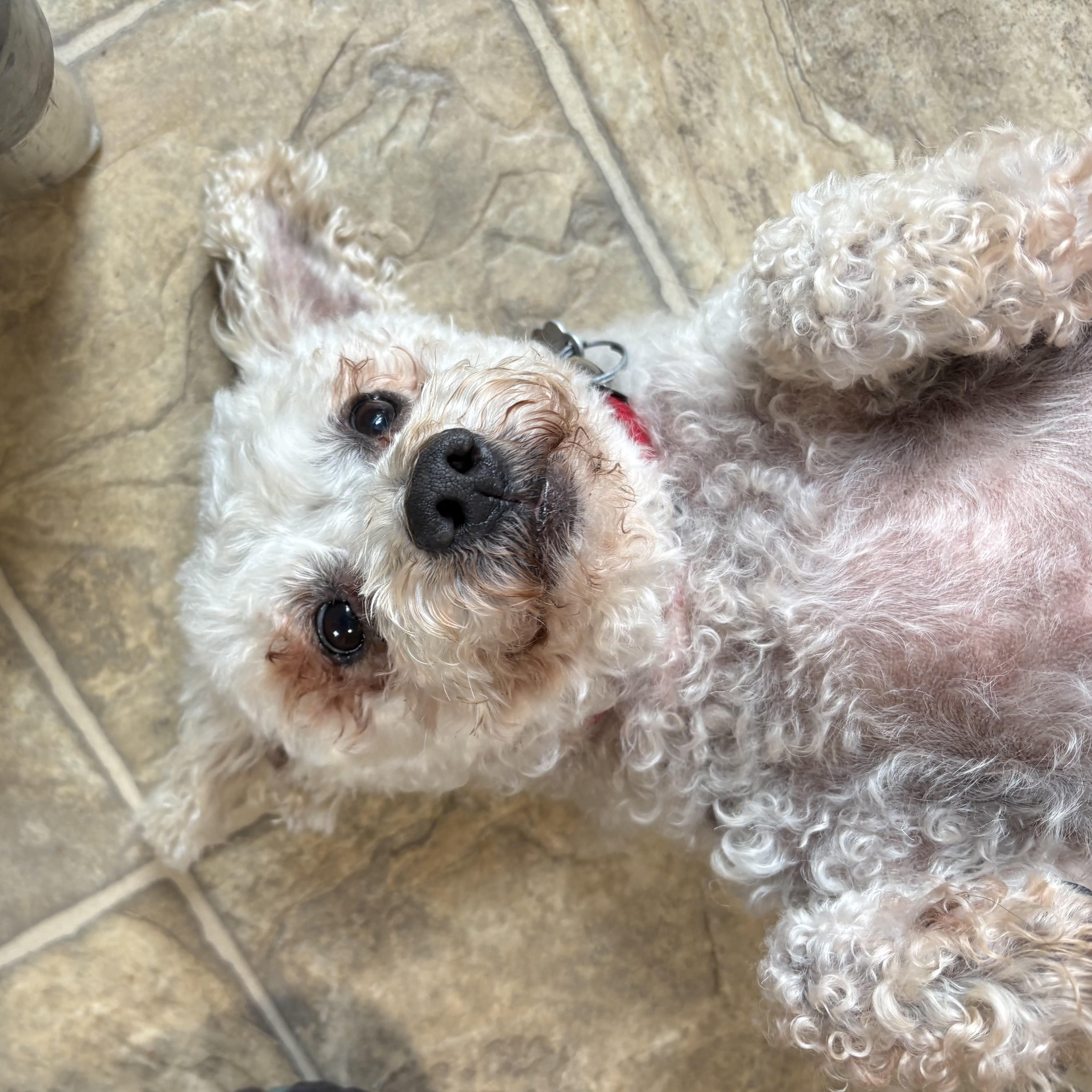 Bella, Adoptable, Senior Female Poodle & Mixed Breed.