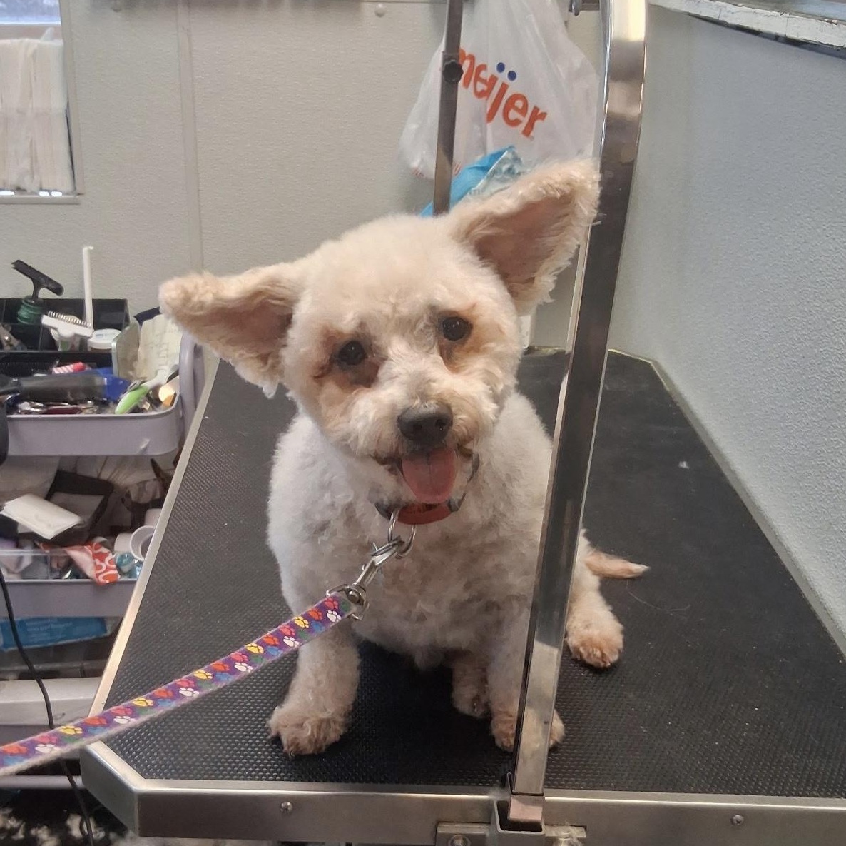 Enlarge Bella, a Adoptable mixed breed in Oxford, MI image 2/4