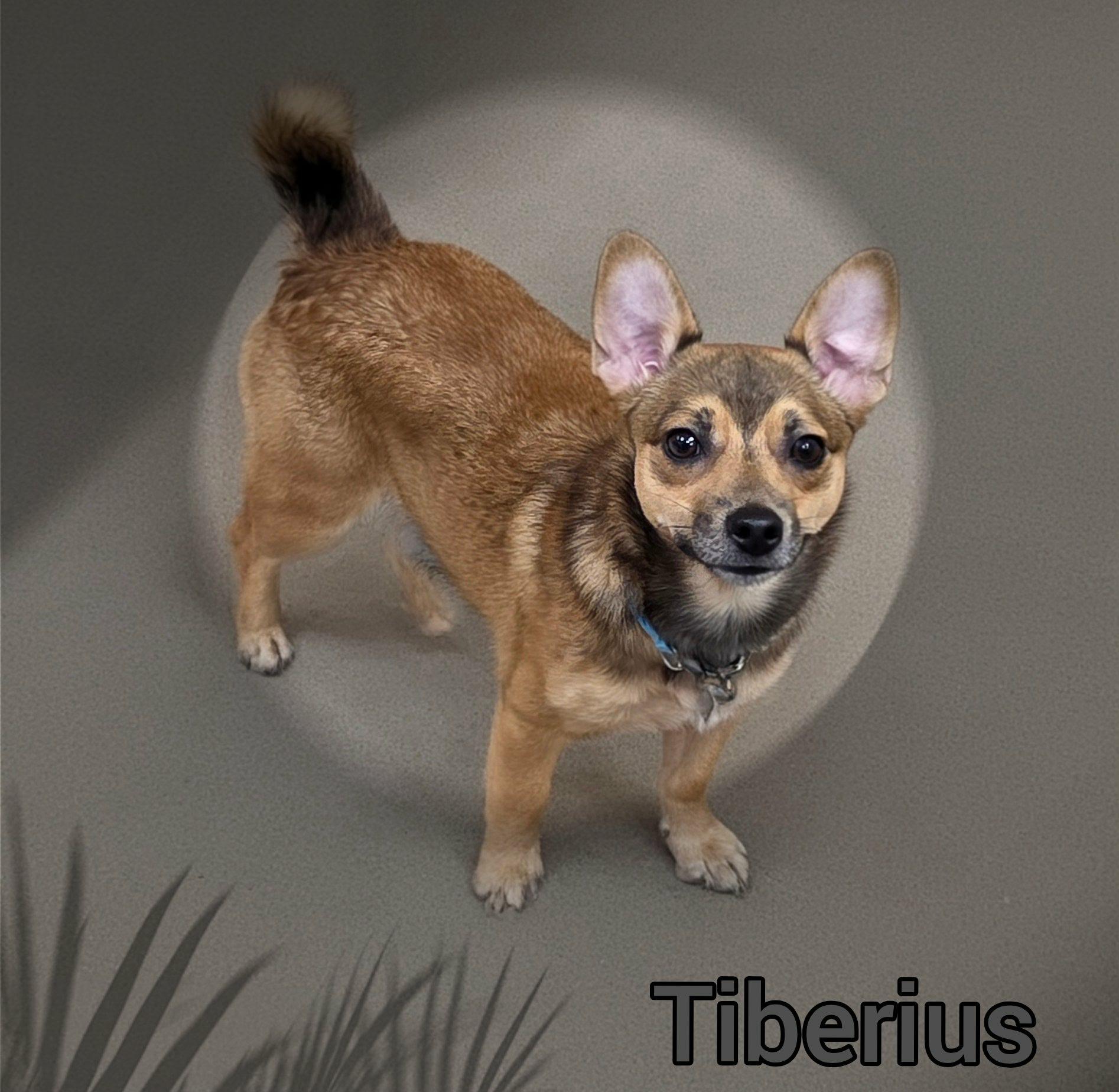 Tiberius