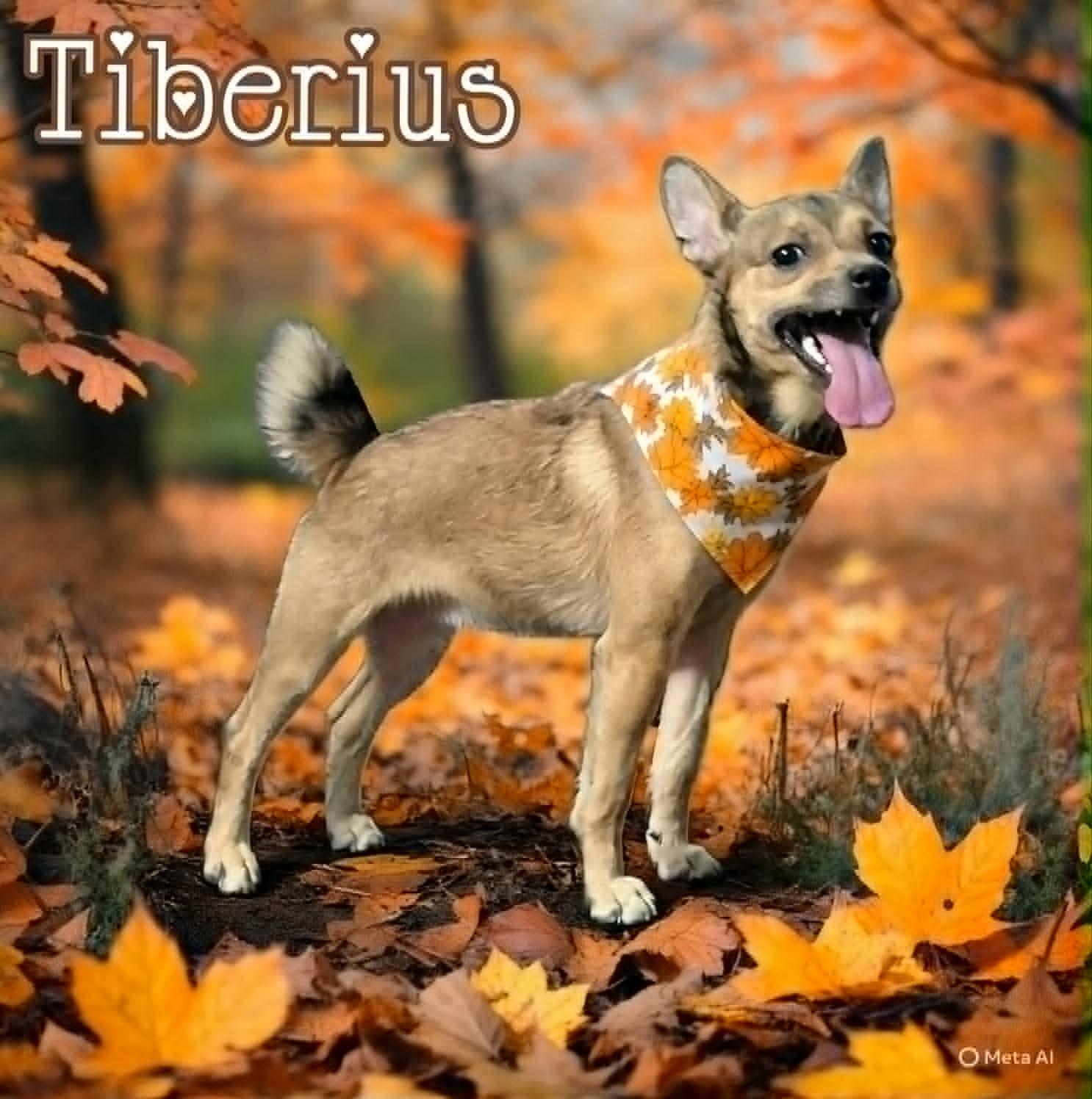 Tiberius