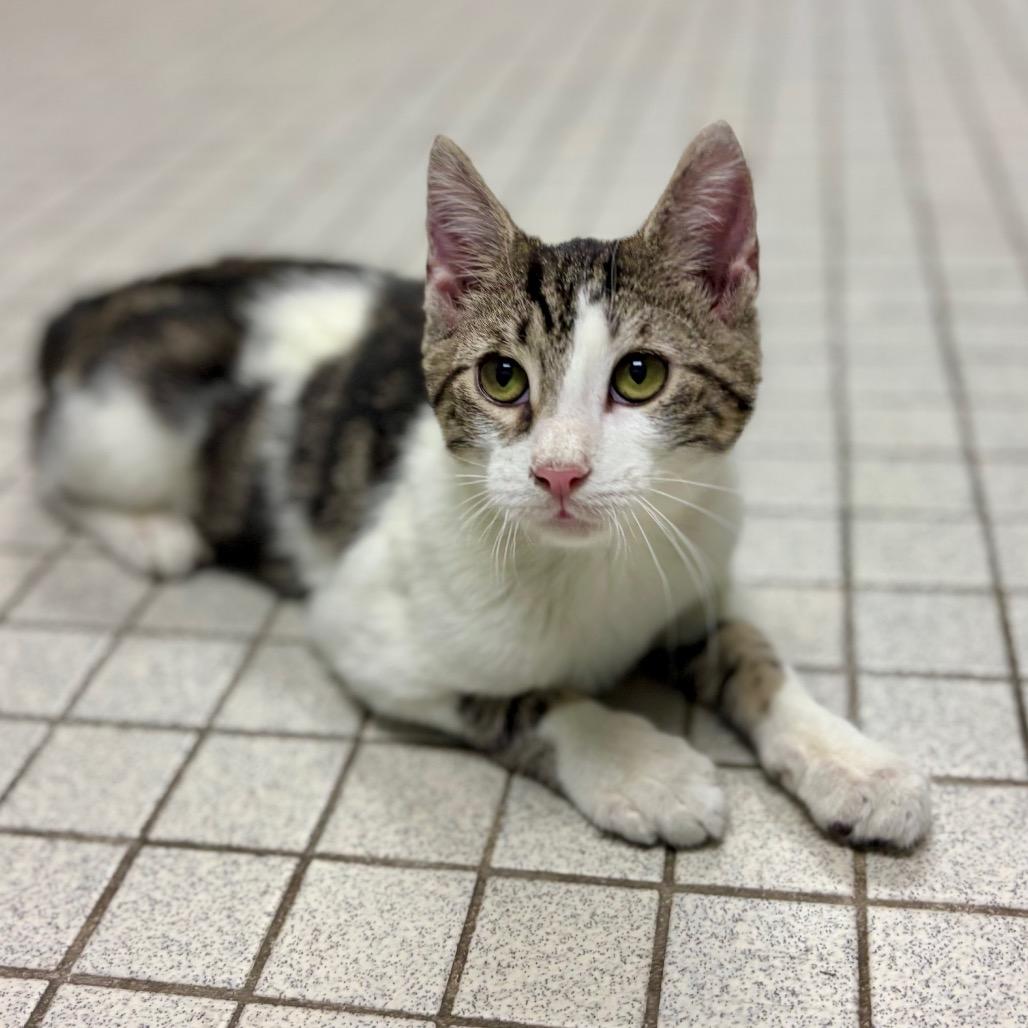 Sir Alistair thumbnail 2