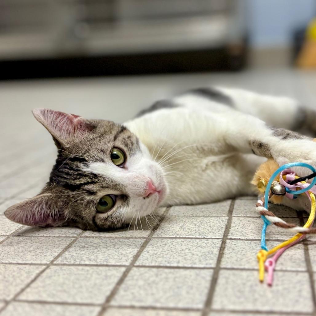 Sir Alistair thumbnail 3