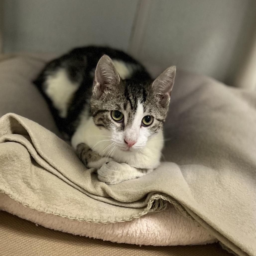 Sir Alistair thumbnail 4