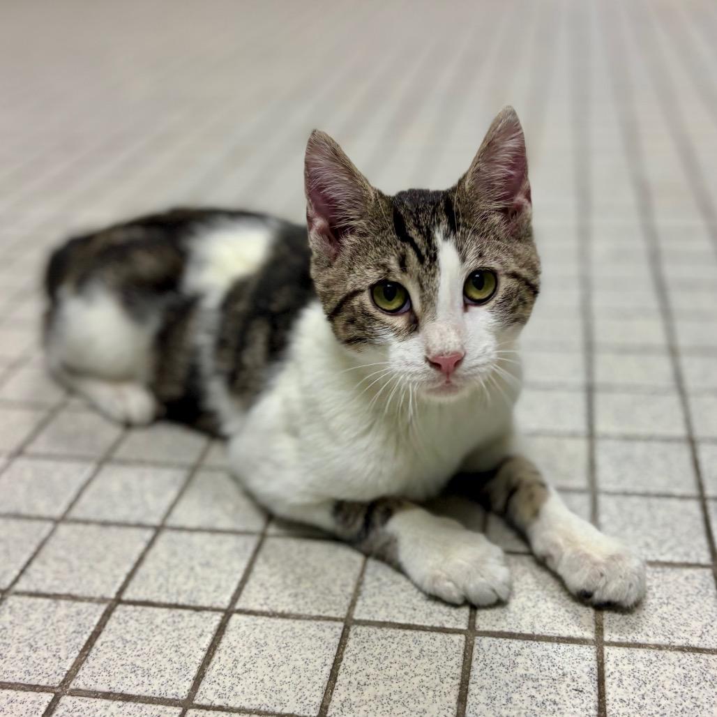 Sir Alistair thumbnail 5