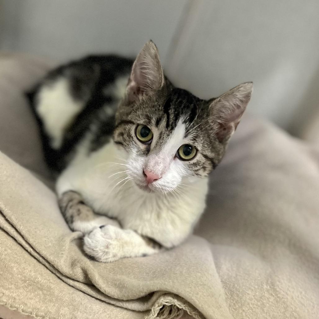 Sir Alistair thumbnail 6