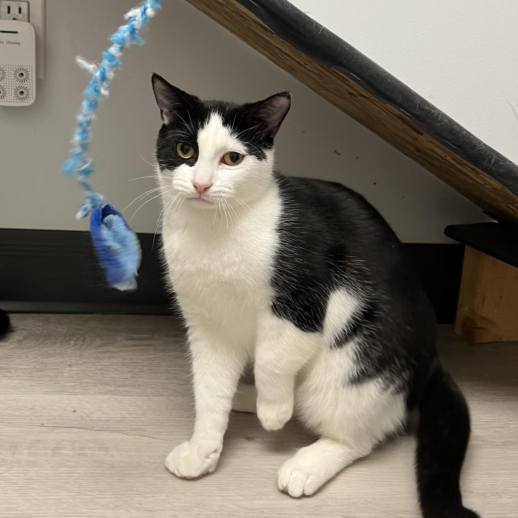 Enlarge Billy, a Adoptable Domestic Short Hair in Abbotsford, BC image 5/6