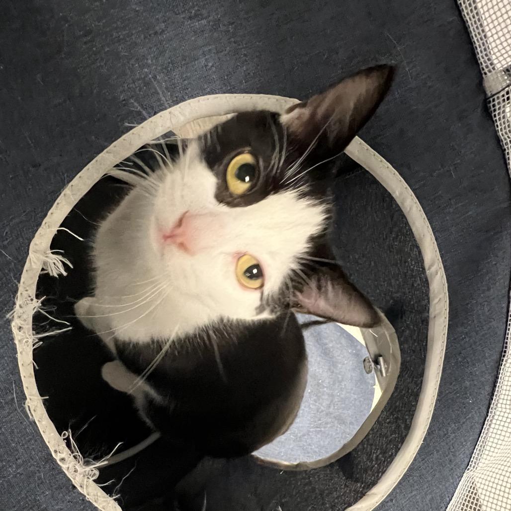 Enlarge Billy, a Adoptable Domestic Short Hair in Abbotsford, BC image 6/6