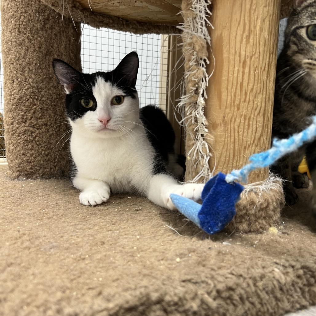 Enlarge Billy, a Adoptable Domestic Short Hair in Abbotsford, BC image 3/6