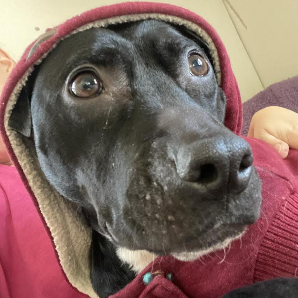 Beatrice, a Adoptable Pit Bull Terrier in Zimmerman, MN image 2/6