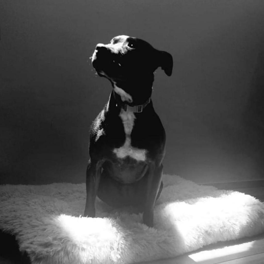 Beatrice, a Adoptable Pit Bull Terrier in Zimmerman, MN image 3/6