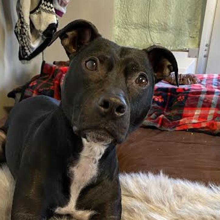 Beatrice, a Adoptable Pit Bull Terrier in Zimmerman, MN image 4/6