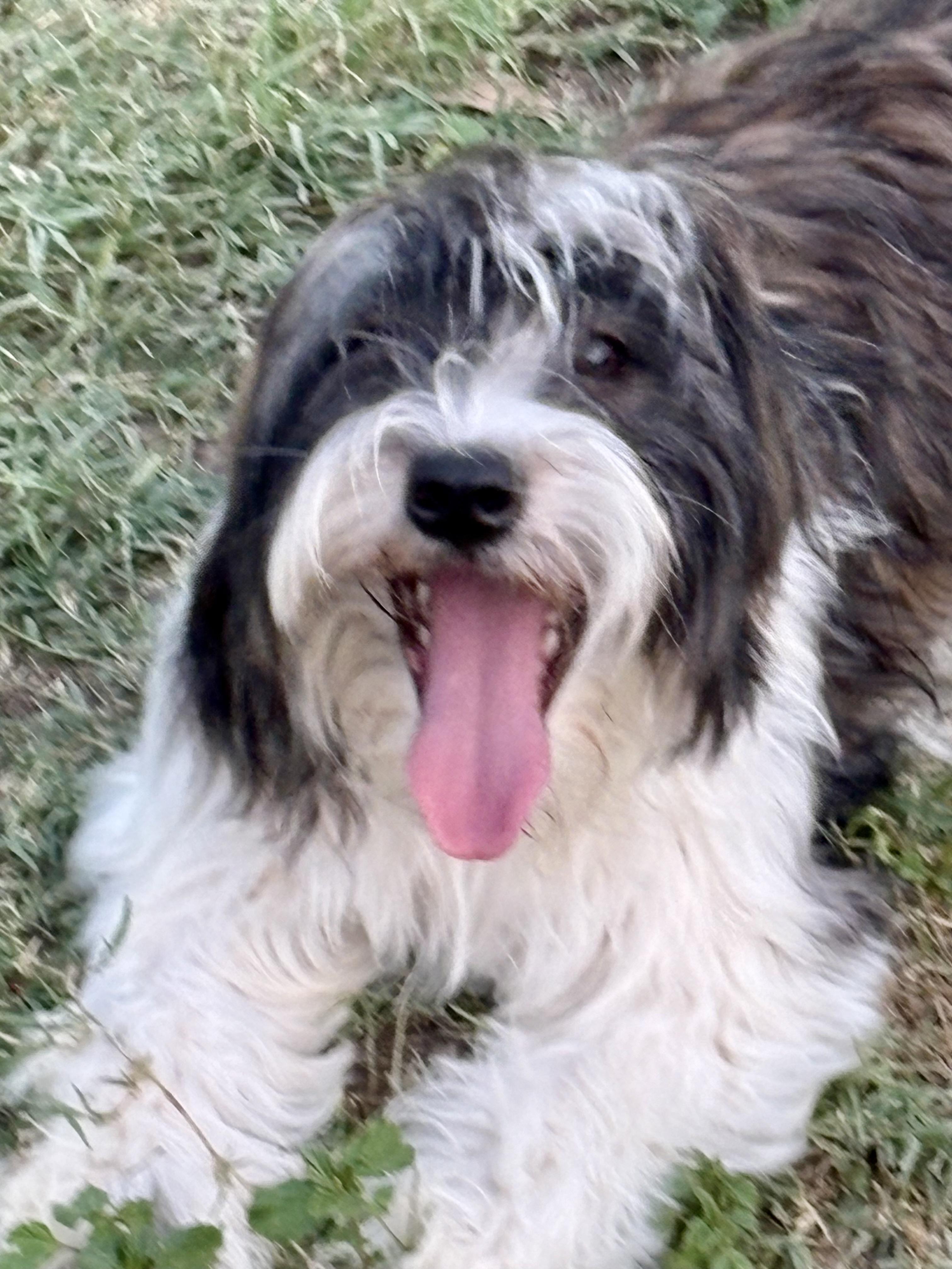 Enlarge Charlotte, a Adoptable mixed breed in Manchester, NH image 5/6
