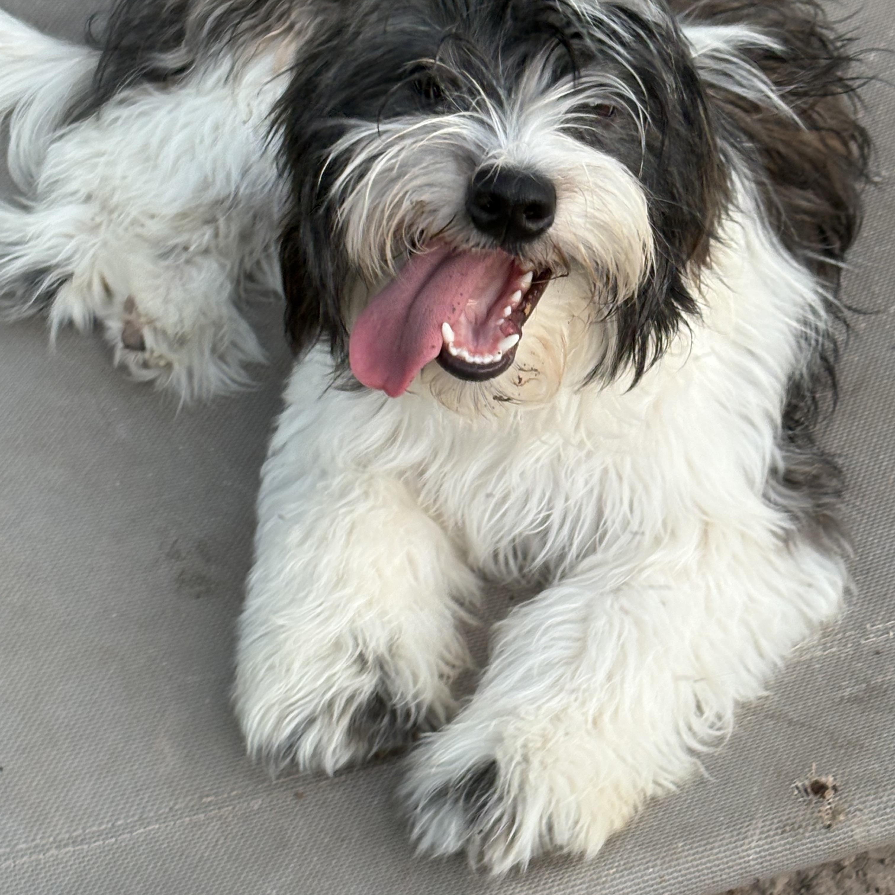 Enlarge Charlotte, a Adoptable mixed breed in Manchester, NH image 6/6