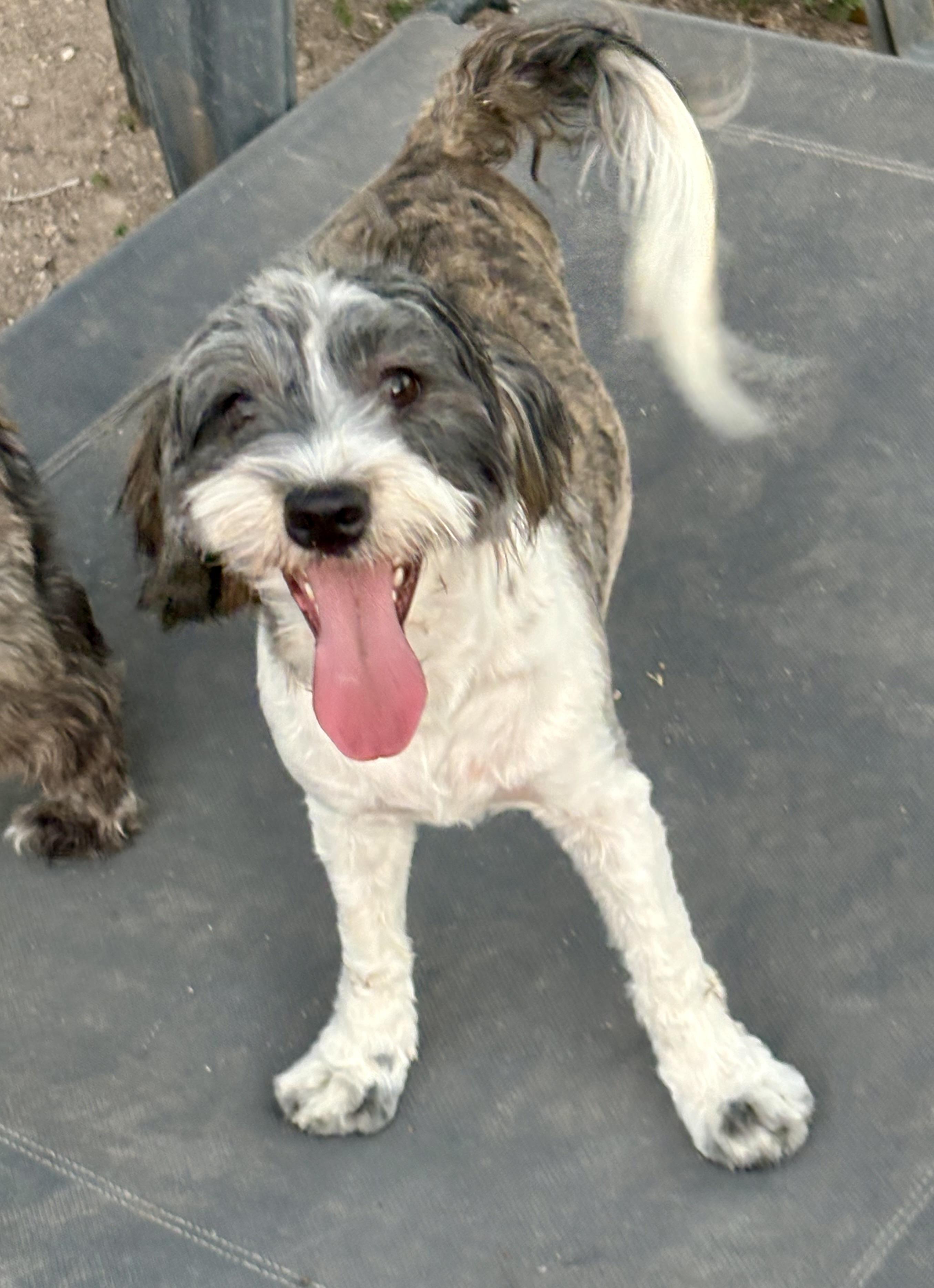 Charlotte, Adoptable, Puppy Female Shih Tzu.
