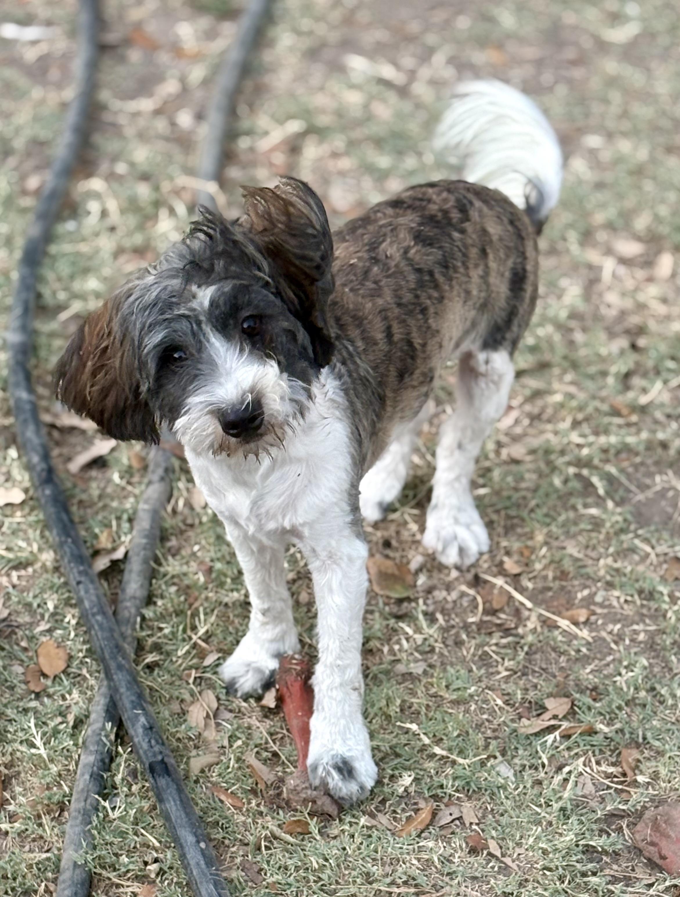 Enlarge Charlotte, a Adoptable mixed breed in Manchester, NH image 2/6