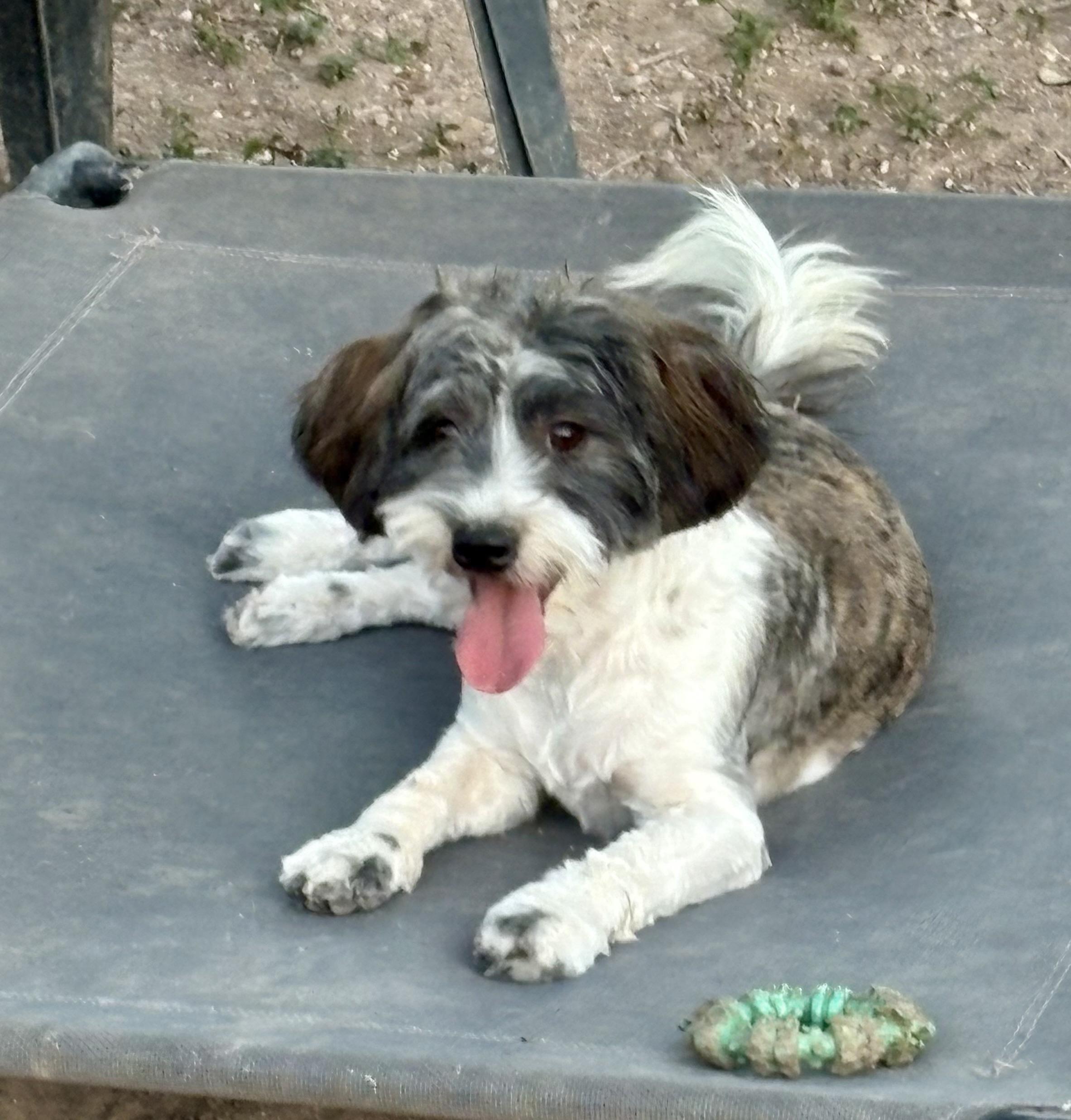 Enlarge Charlotte, a Adoptable mixed breed in Manchester, NH image 3/6