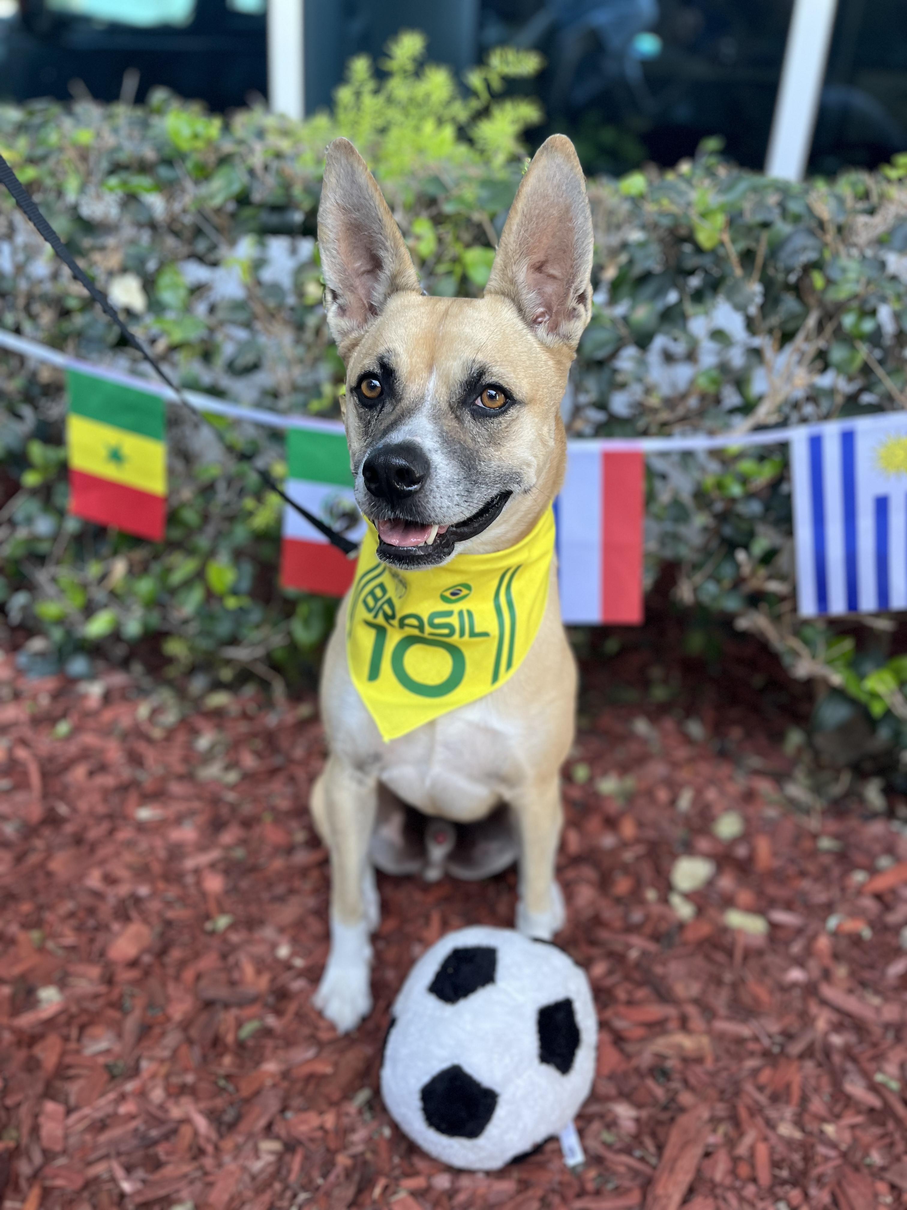 Cannoli, adoptable, Young Male French Bulldog & German Shepherd Dog.