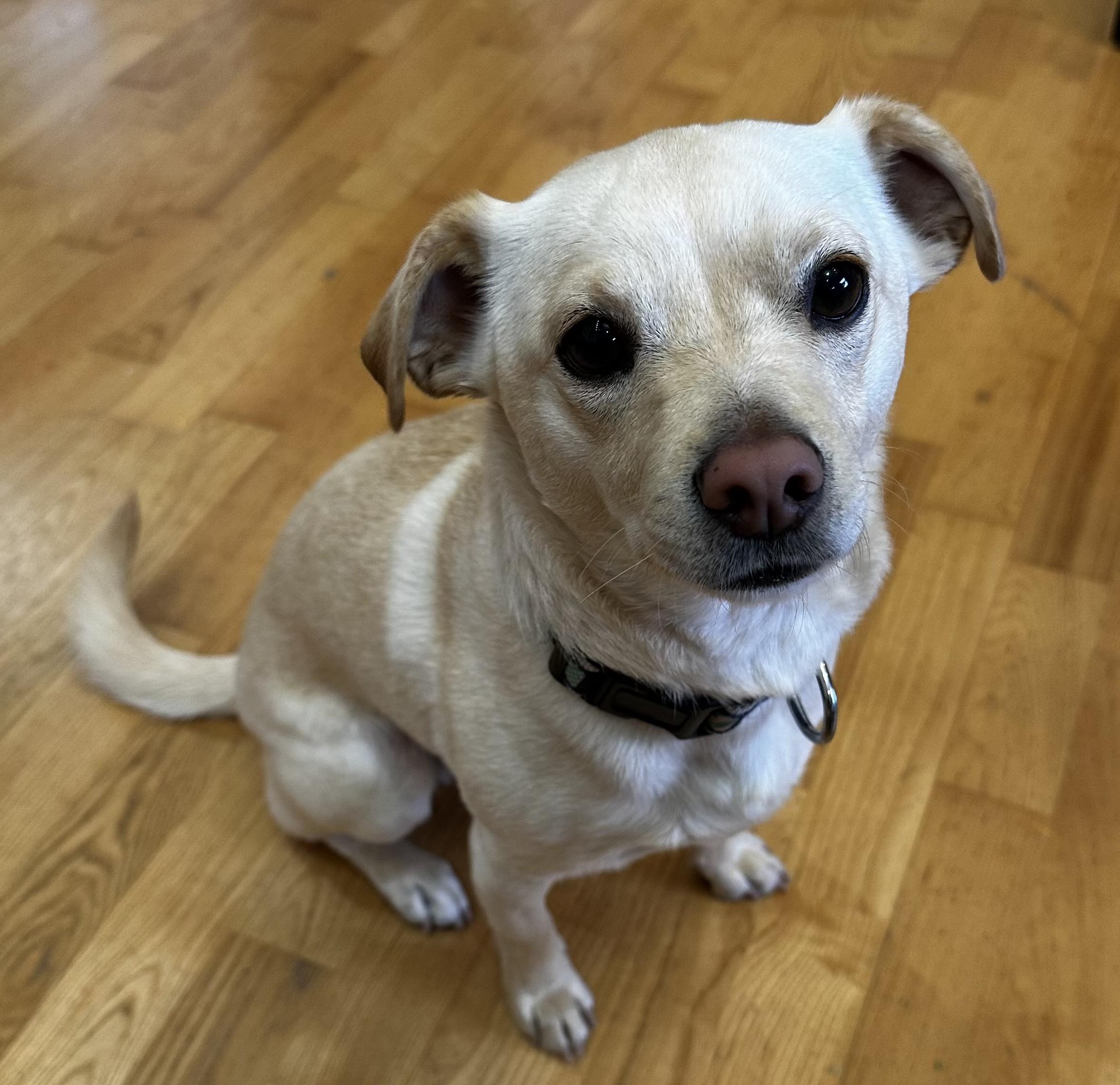 Lucian, ADOPTABLE, Adult Male Chihuahua & Terrier.
